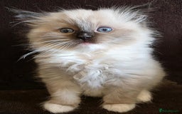Ragdoll cats for sale: Adorable Seal Point Bicolour Ragdoll Kittenss - Advert 6