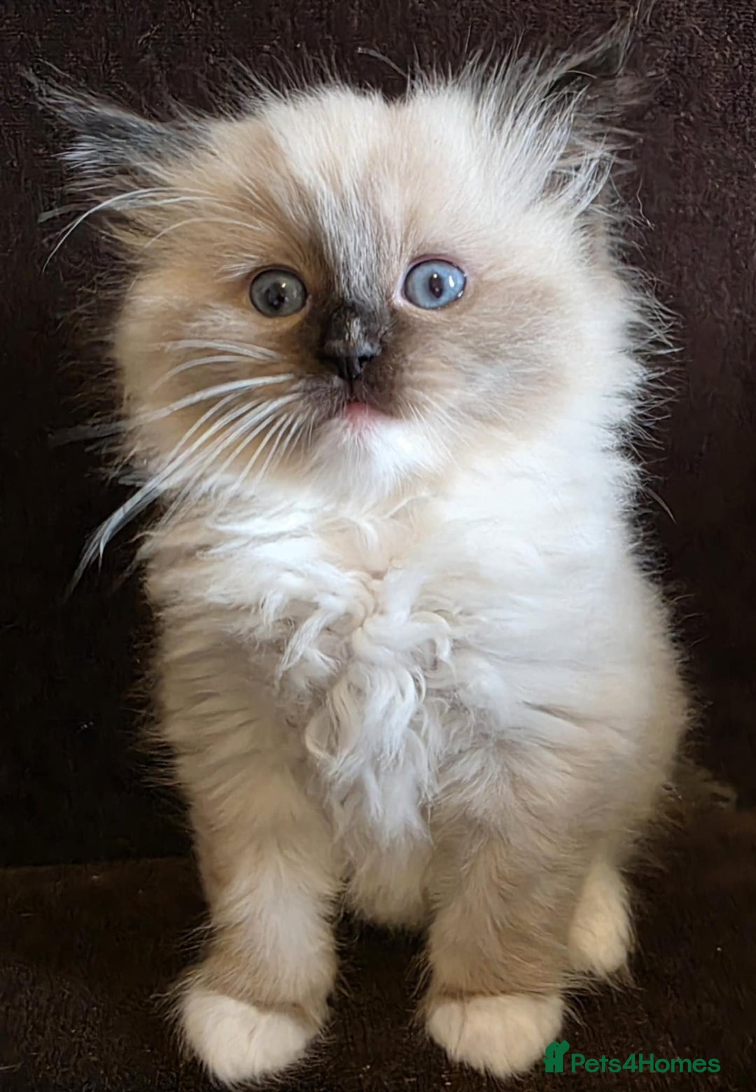 Ragdoll cats for sale: Adorable Seal Point Bicolour Ragdoll Kittenss - Advert 6