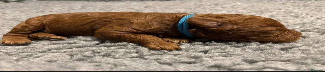 Mixed Breed Puppy 1