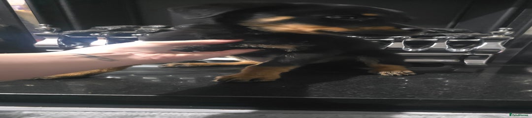 Rottweiler Puppy 3