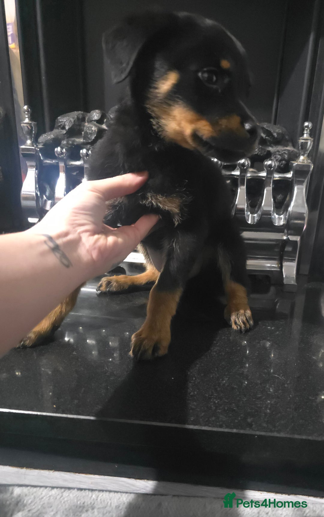 Rottweiler dogs for sale: KENNEL CLUB Rottweiler pups - Image 2
