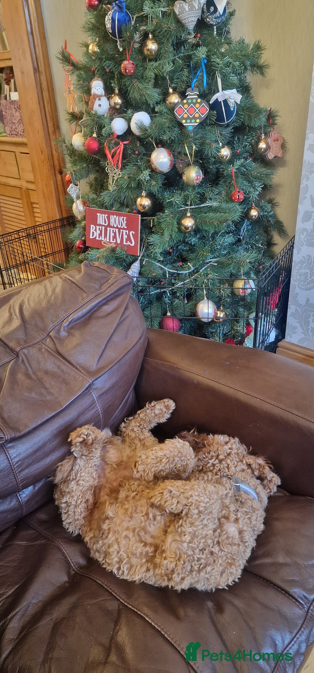 Cockapoo dogs for sale: Apricot coloured cockapoo boy - Advert 5