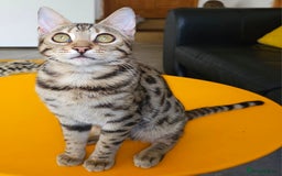 Bengal cats for sale: Gorgeous Brown Rosetted Boy Available  - Advert 2