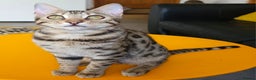 Bengal cats for sale: Gorgeous Brown Rosetted Boy Available  - Advert 2