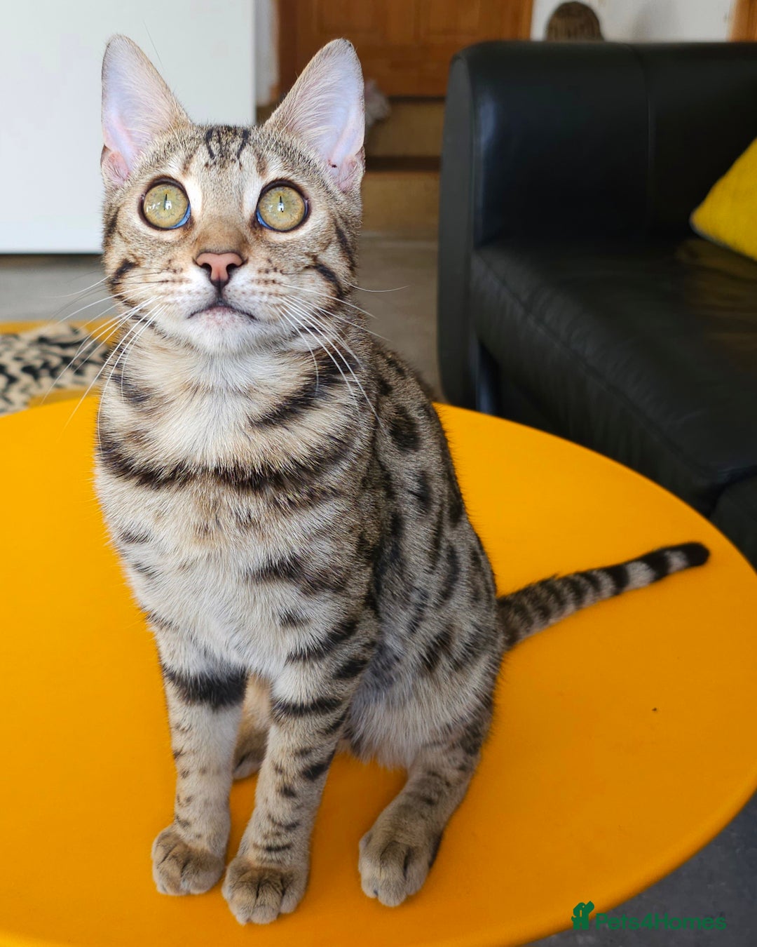 Bengal cats for sale: Gorgeous Brown Rosetted Boy Available  - Advert 2