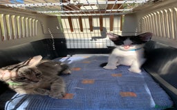 Siamese cats for sale: 2 half Siamese kittens  - Image 12
