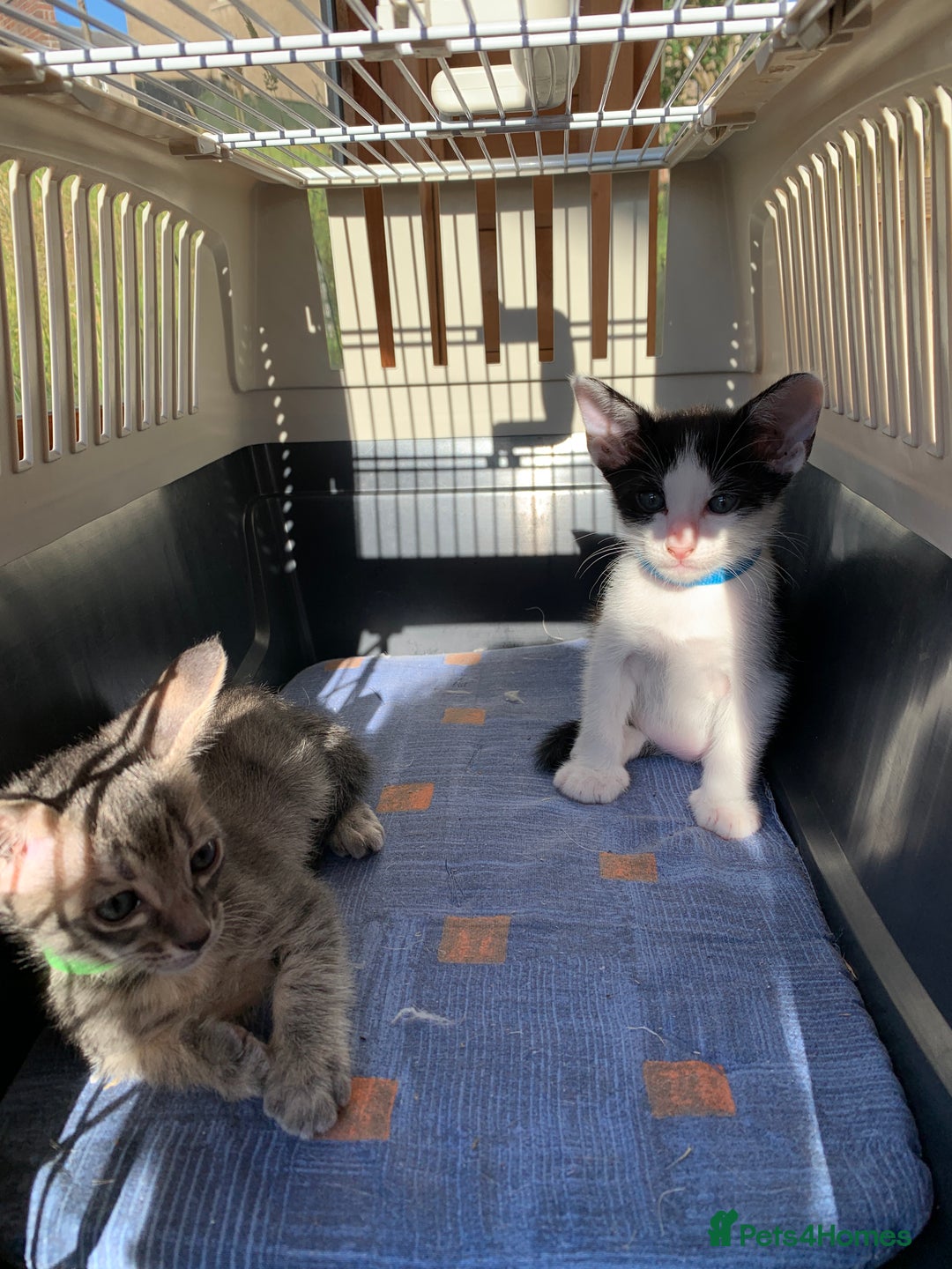 Siamese cats for sale: 2 half Siamese kittens  - Image 12