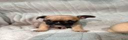 French Bulldog dogs for sale: Pedigree Mum Frenchy Pups-Gorgeous and ready soon! - Advert 23