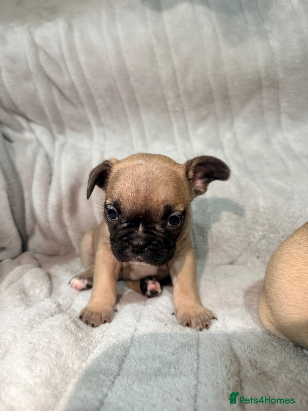 French Bulldog dogs for sale: Pedigree Mum Frenchy Pups-Gorgeous and ready soon! - Advert 23