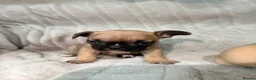 French Bulldog dogs for sale: Pedigree Mum Frenchy Pups-Gorgeous  ! - Advert 23