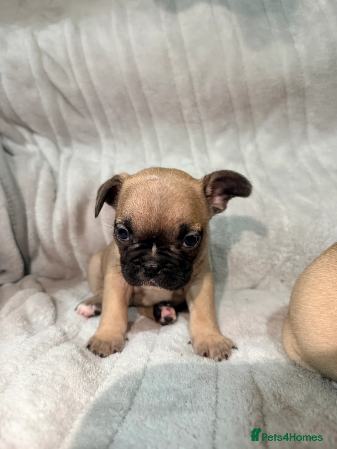 French Bulldog dogs for sale: Pedigree Mum Frenchy Pups-Gorgeous  ! - Advert 23