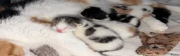 Mixed Breed cats for sale: 4 Kittens For Sale - Advert 5
