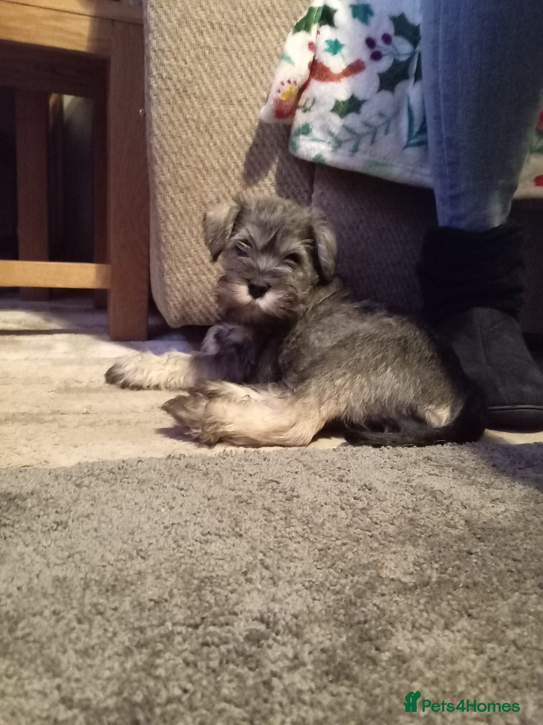 Miniature Schnauzer dogs for sale: All pups sold. Thank you - Advert 19