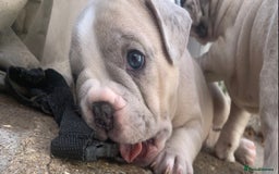 French Bulldog dogs for sale: French bulldog puppies with lilac and merle  - Image 1