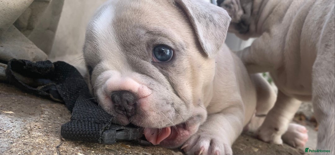 French Bulldog dogs for sale: French bulldog puppies with lilac and merle  - Image 1