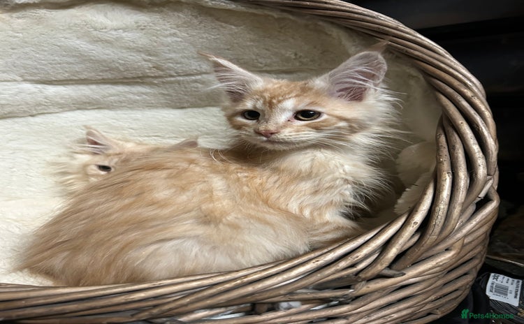 Maine Coon cats - Advert 4
