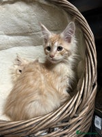 Maine Coon cats - Advert 15