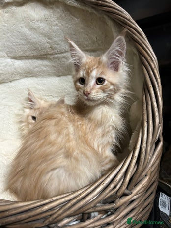 Maine Coon cats - Advert 14
