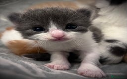 Ragdoll cats for sale: Beautiful ragdoll/blue Russian  - Image 10