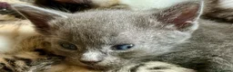 Mixed Breed cats for sale: Beautiful Litter of Playful Kittens, Siamese Cross - Advert 37