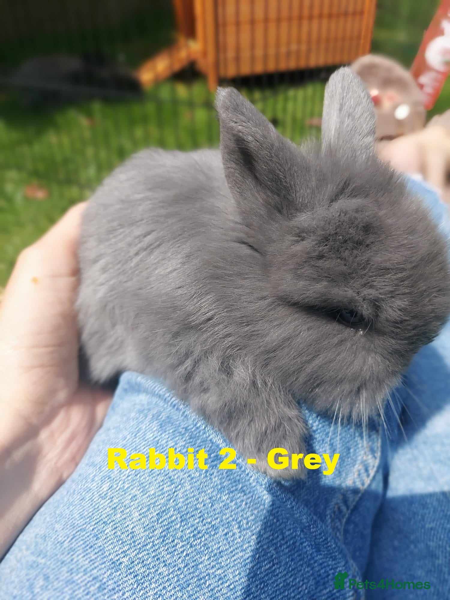 Mini Lop rabbits for sale: 3 x Mini Lion Lops ready to collect 23 June - Advert 3
