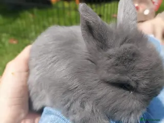 Mini Lop rabbits 1 x Mini Lion Lops ready to collect 23 July - Advert 5