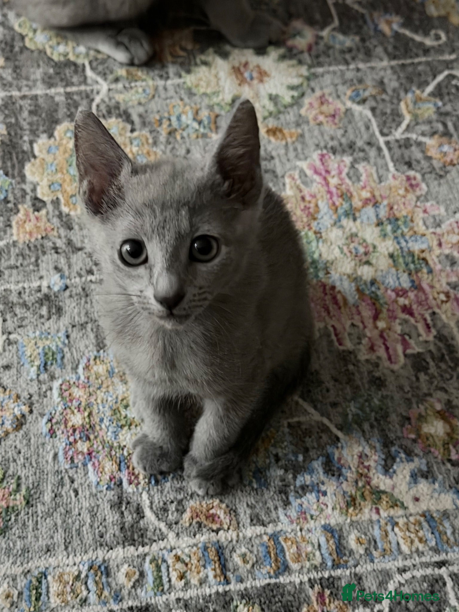 Russian Blue cats last adorable female pure breed Russ blue kitten - Advert 3