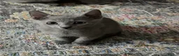 Russian Blue cats for sale: last adorable female pure breed Russ blue kitten - Advert 1