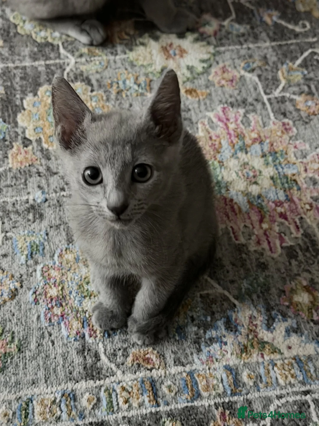 Russian Blue cats for sale: last adorable female pure breed Russ blue kitten - Advert 1