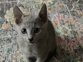 Russian Blue cats last adorable female pure breed Russ blue kitten - Advert 3
