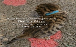 Bengal cats for sale: Rare cashmere tica registered bengals  - Image 4