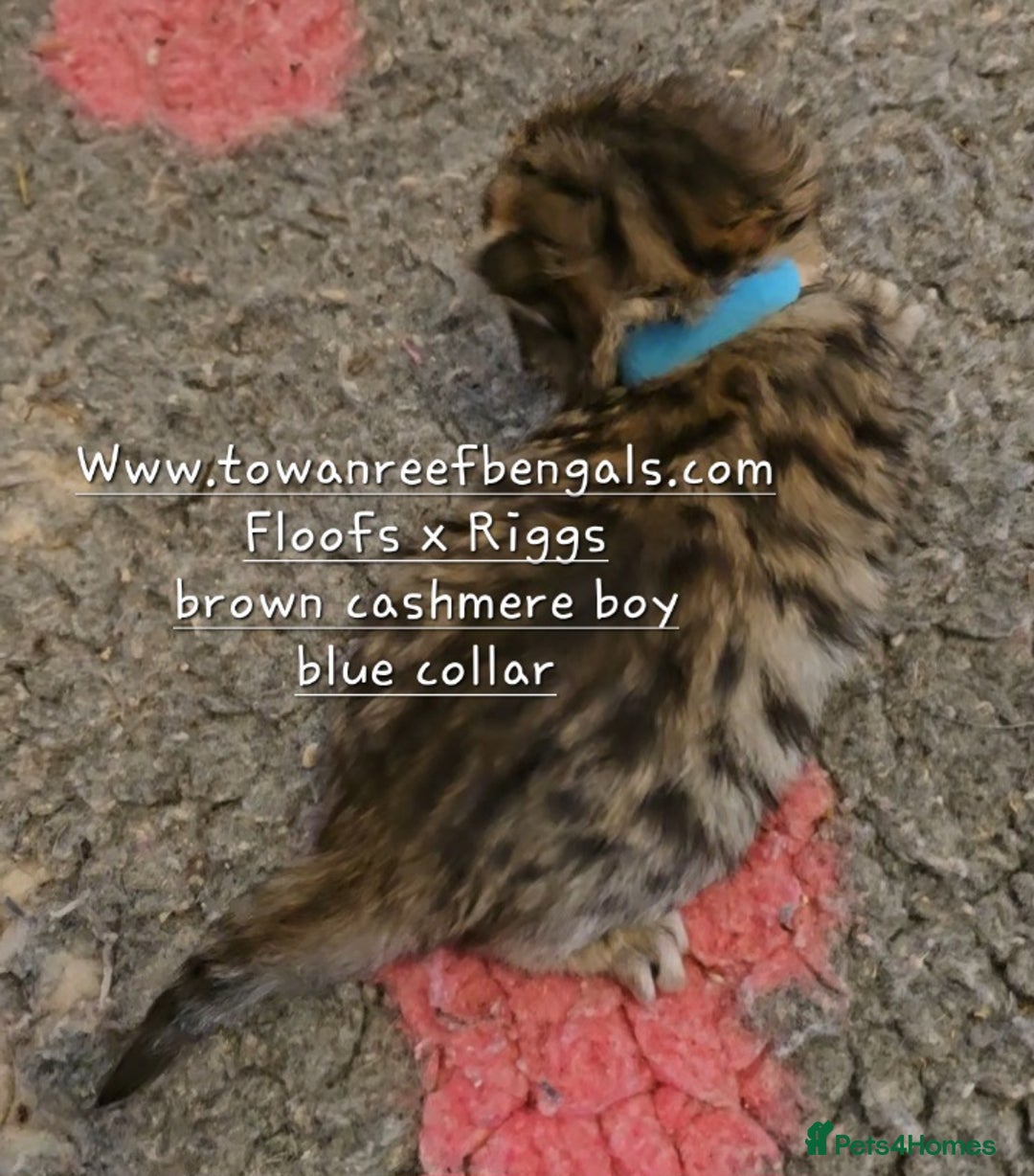 Bengal cats for sale: Rare cashmere tica registered bengals  - Image 4