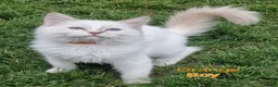 Ragdoll cats for sale: Ragdoll Kittens Ready For Forever Homes - Advert 28