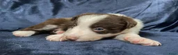 Border Collie dogs for sale: Border Collie Pups - Advert 23