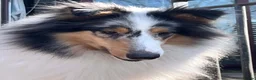 Rough Collie dogs for sale: Health Tested Blue Merle and Tri Rough Collies in Newport - Advert 3