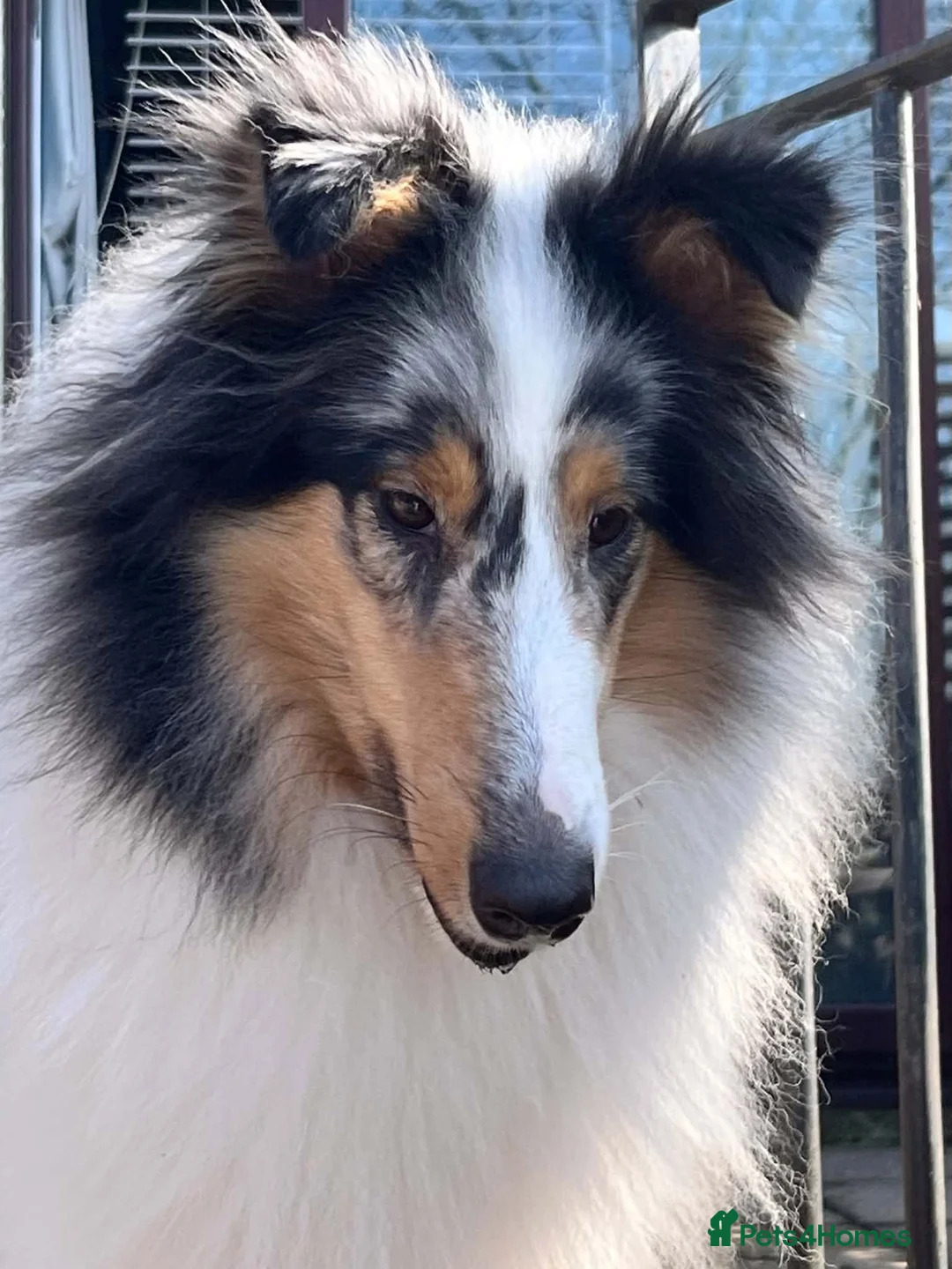 Rough Collie dogs for sale: Health Tested Blue Merle and Tri Rough Collies in Newport - Advert 3