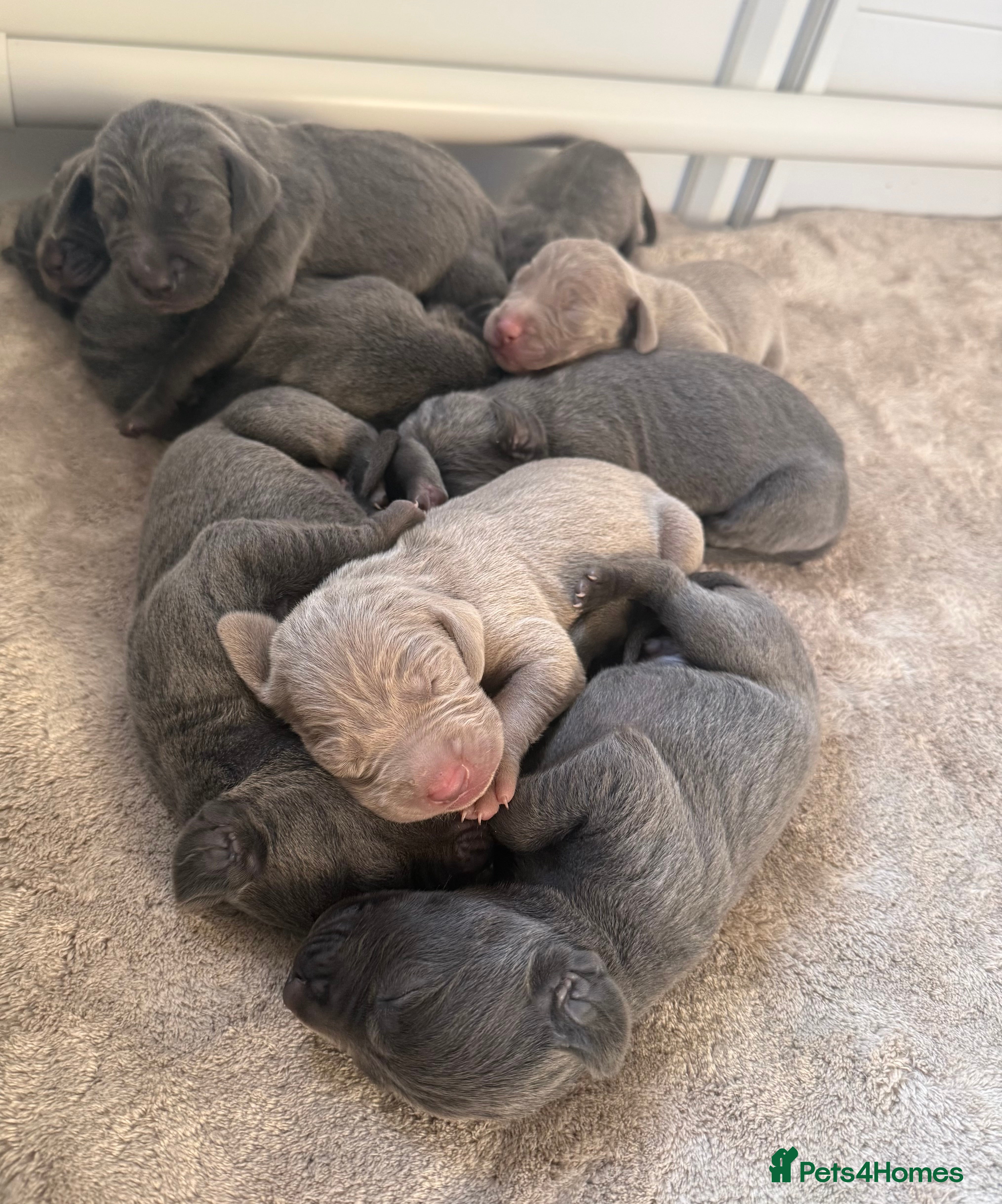 Weimaraner dogs KC Registered Weimaraner Puppies - Advert 2