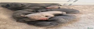 Weimaraner 1