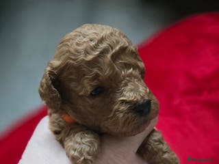 Toy Poodle dogs Red toy poodles - Advert 6