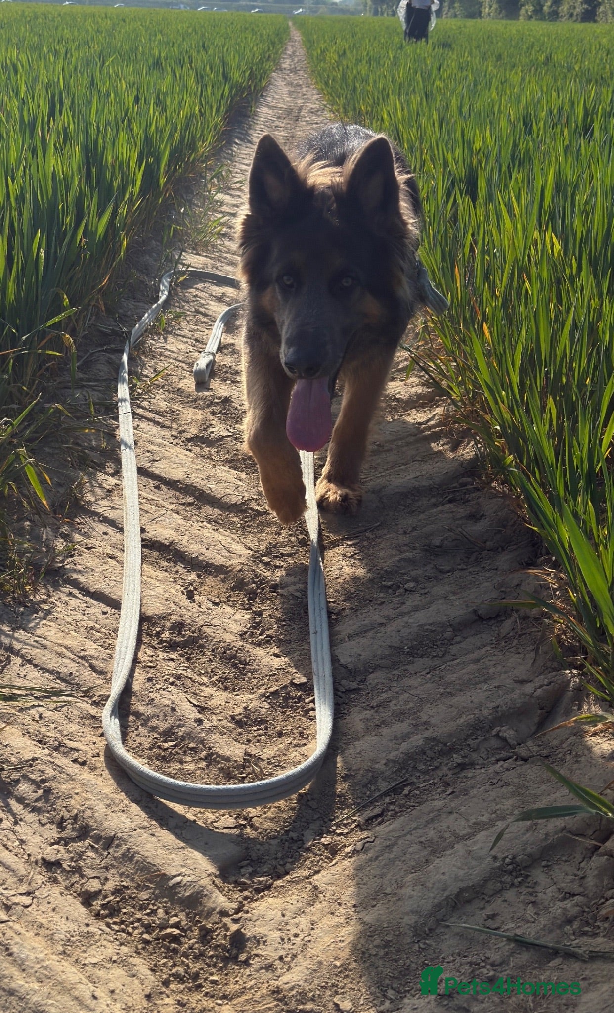 German Shepherd dogs Beautiful Blue & Tan German shepherd.  - Advert 14