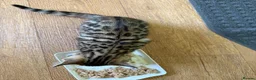 Bengal cats for sale: Beautiful Male Bengal Brown Rosetted Kitten in Diss - Advert 6