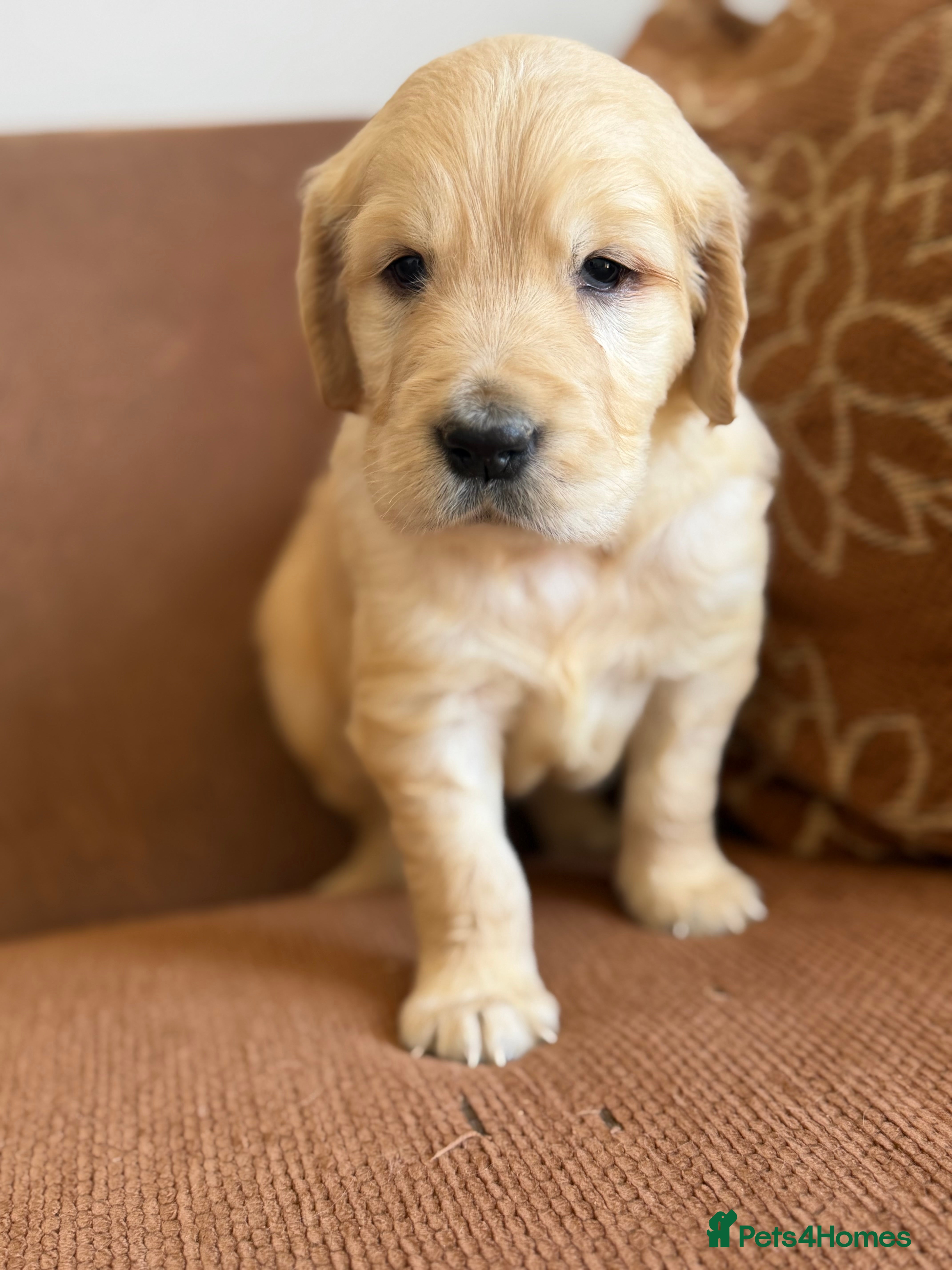 Golden Retriever dogs Beautiful KC Golden Retrievers  - Advert 2