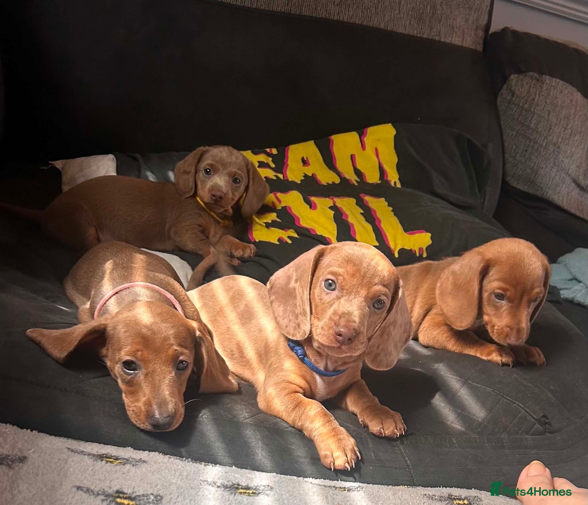 Miniature Dachshund dogs Beautiful Dachshund Puppies - Advert 1