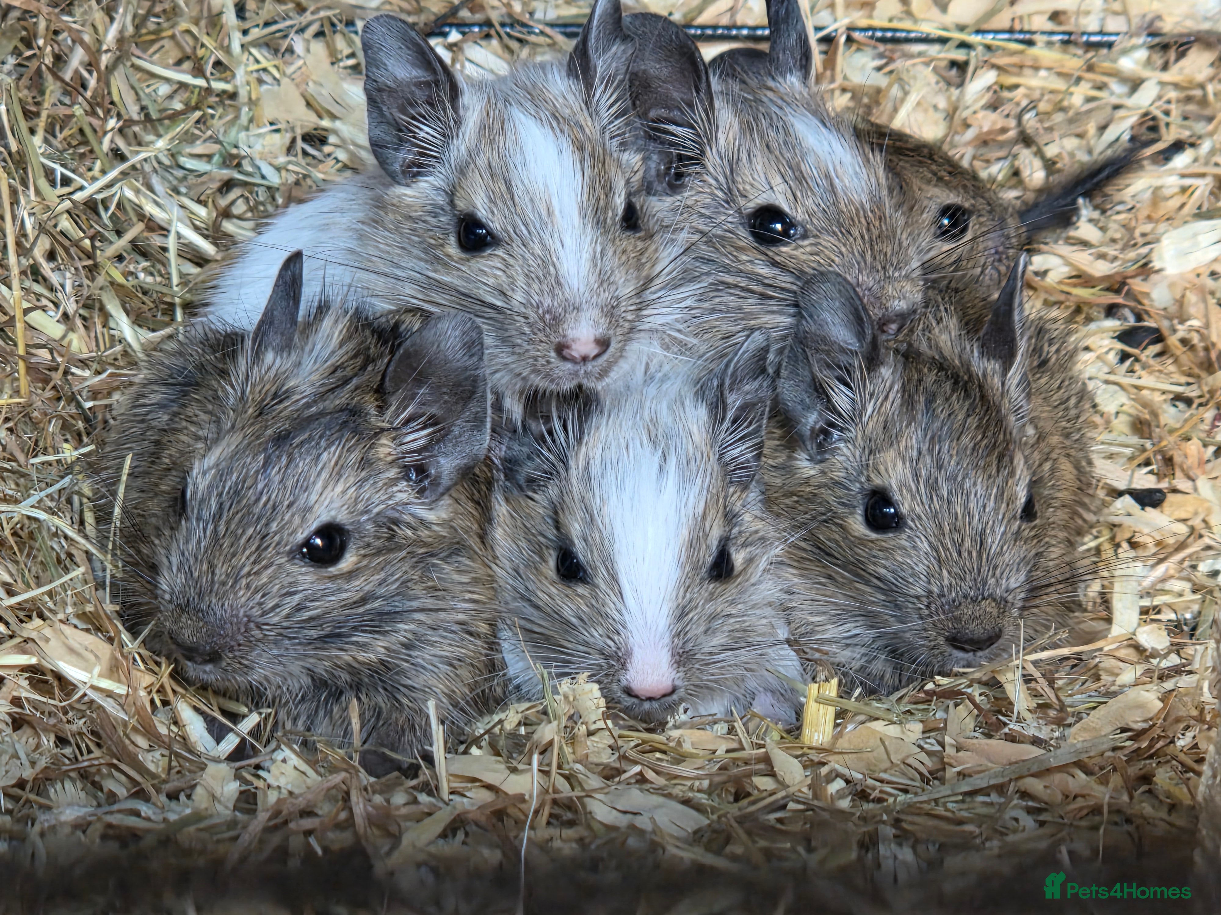 Degus rodents Baby degus - Advert 1