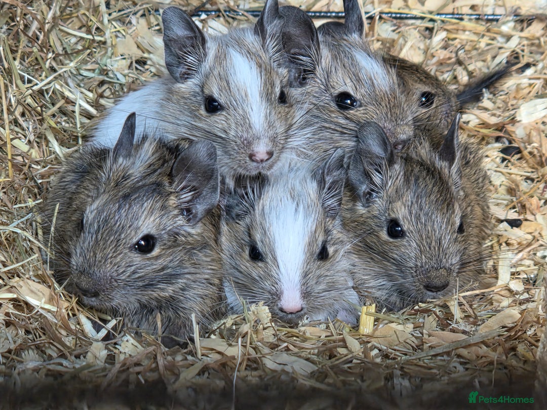 Degus rodents for sale: Baby degus - Image 1