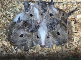 Degus rodents - Advert 1