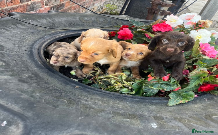 Cocker Spaniel dogs - Advert 3