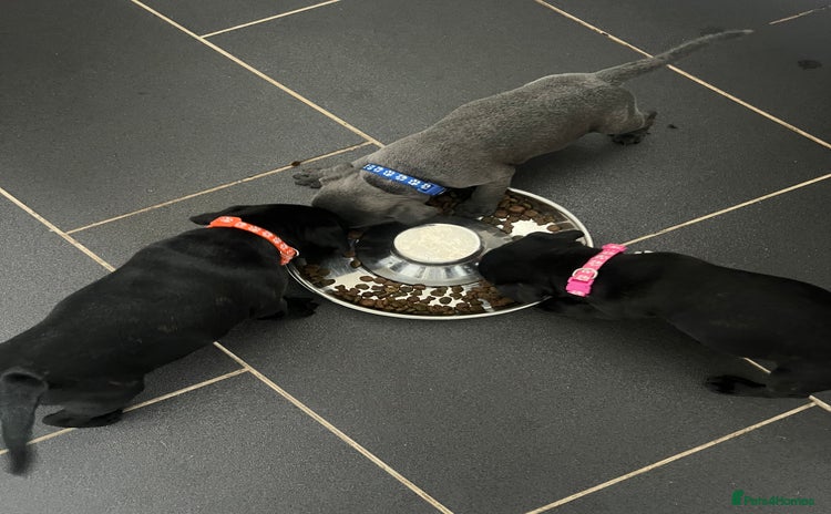 Staffordshire Bull Terrier dogs - Advert 2