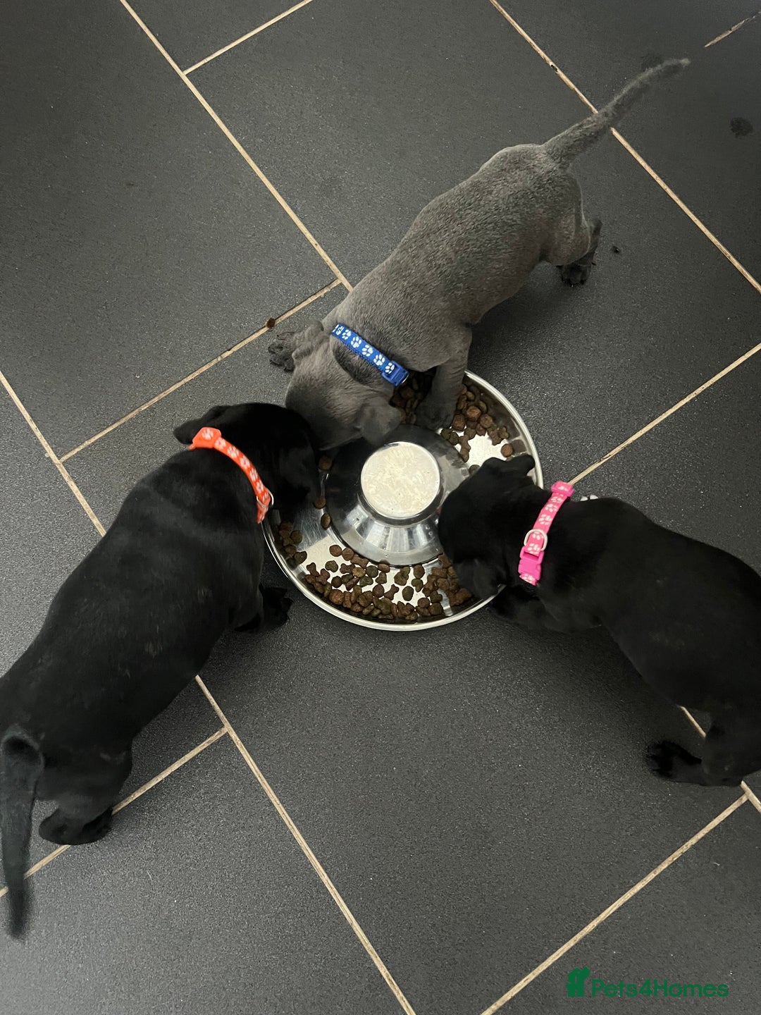 Staffordshire Bull Terrier dogs for sale: LAST ONE🥇VALGLO BLOODLINE SHORT STOCKY STAFFS 🏆 - Image 2