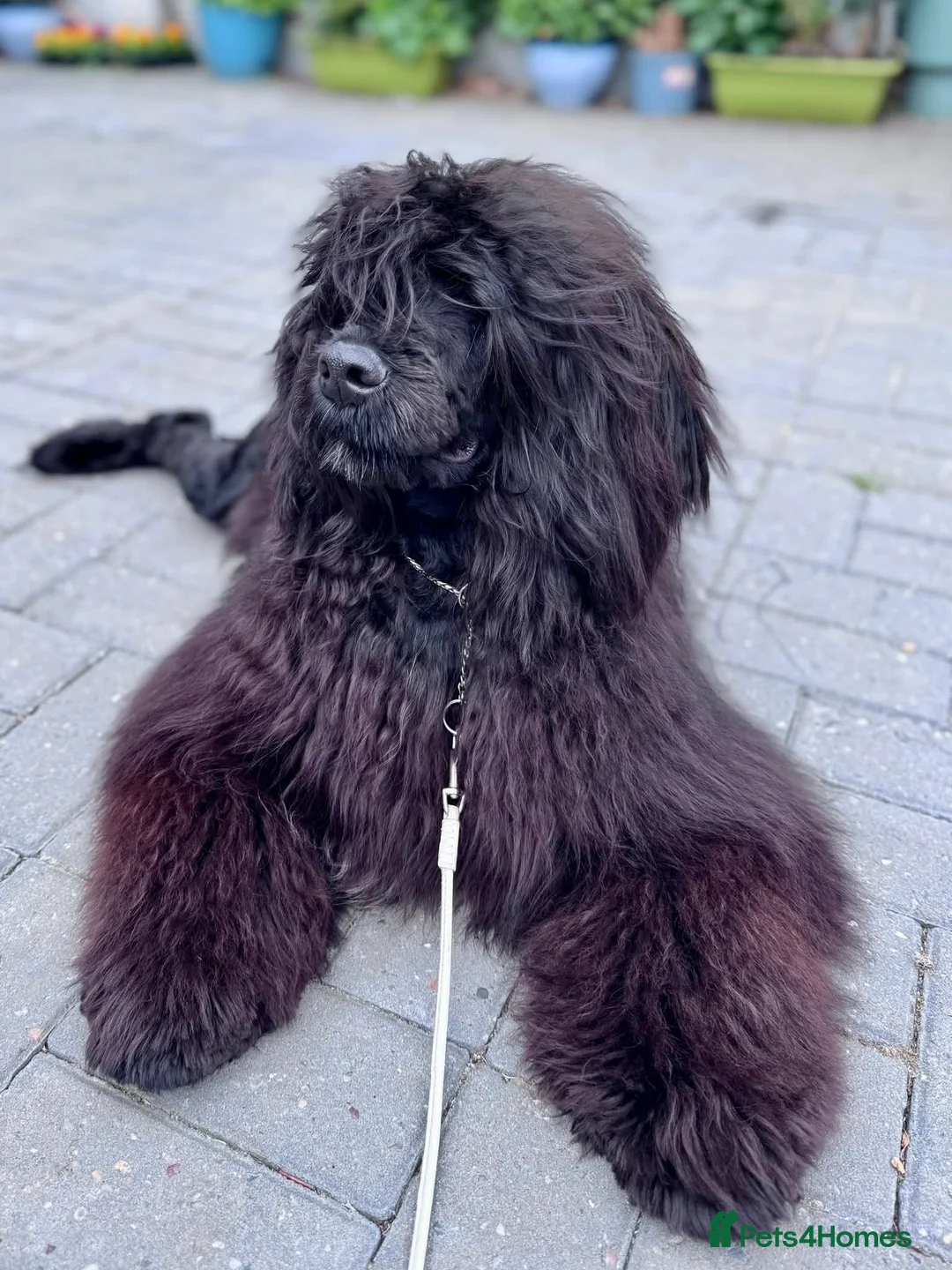 Portuguese Water Dog dogs for sale: Stunning girl available - Advert 2